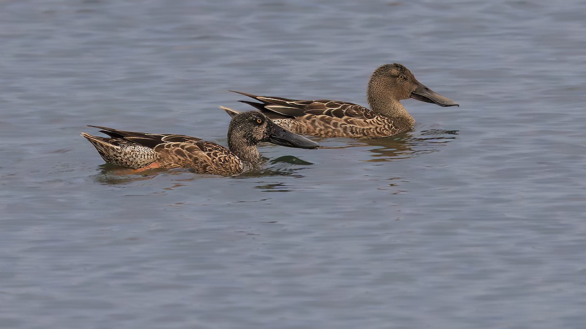 Northern Shoveler - ML645010809