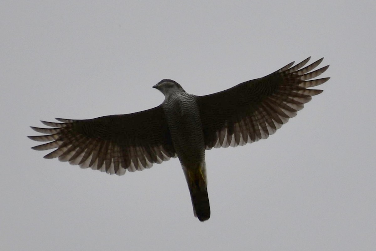 Eurasian Goshawk - ML645010837