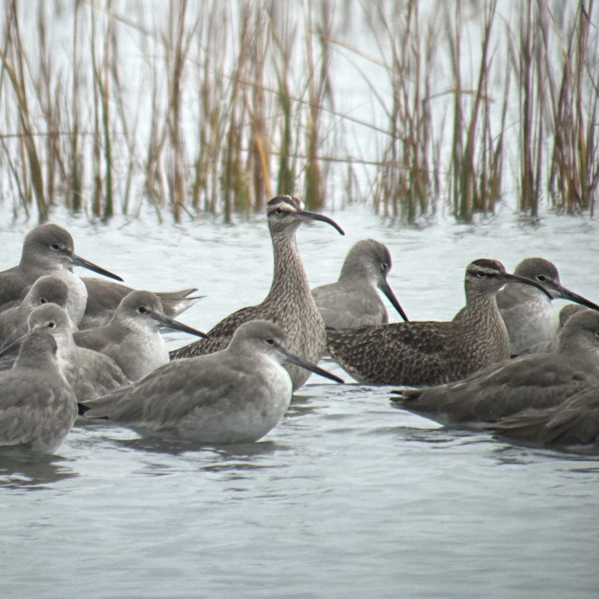 Hudsonian Whimbrel - ML645010844