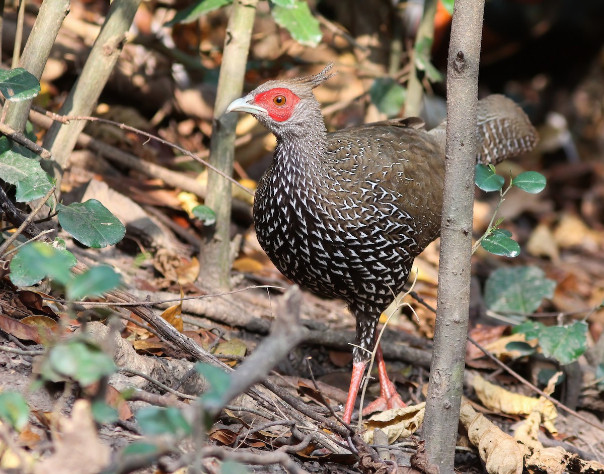 Kalij Pheasant - ML645010845