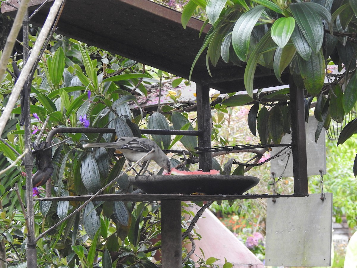 Tropikal Taklitçi - ML645010849