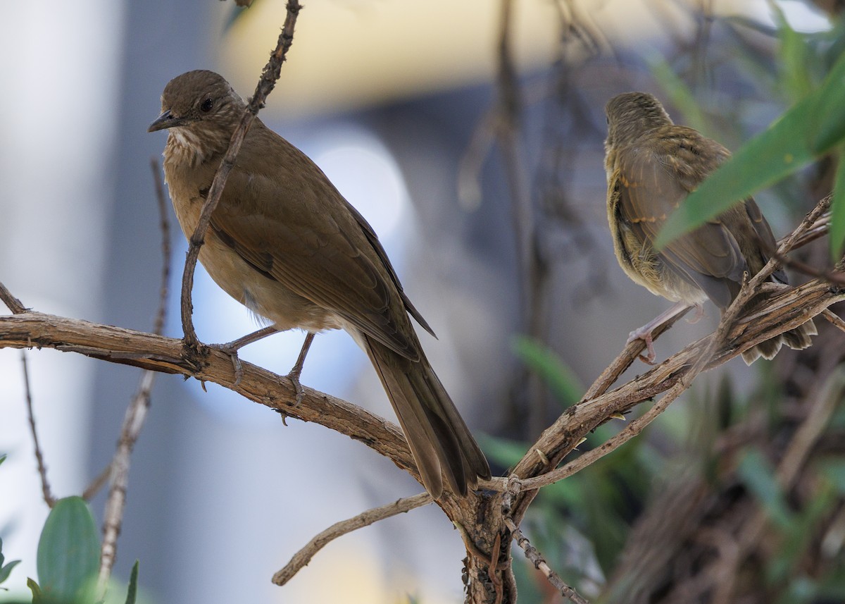 Pale-breasted Thrush - ML645010853