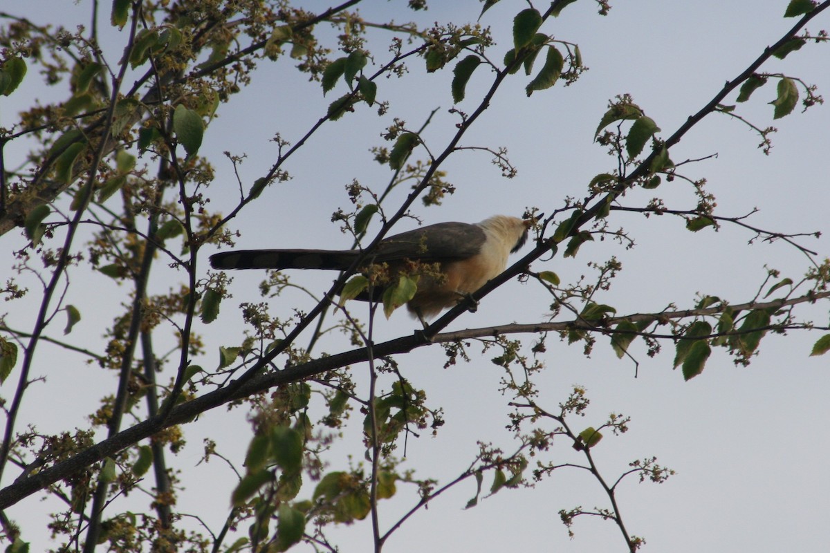 Mangrove Cuckoo - ML645010854