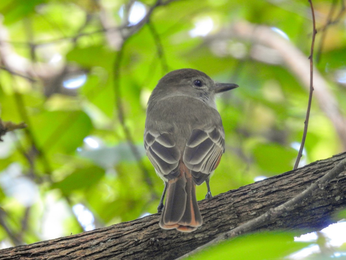 Brown-crested Flycatcher - ML645010855