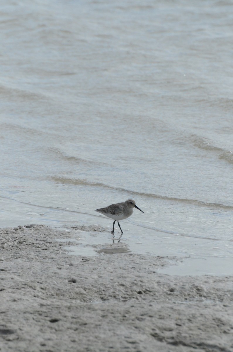 Dunlin - ML645010857