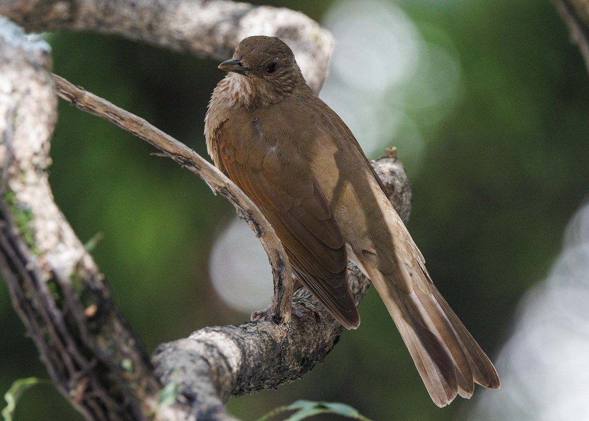 Pale-breasted Thrush - ML645010858