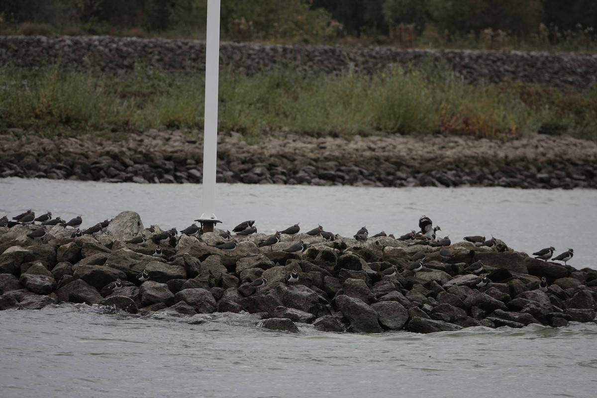 Northern Lapwing - ML645010859