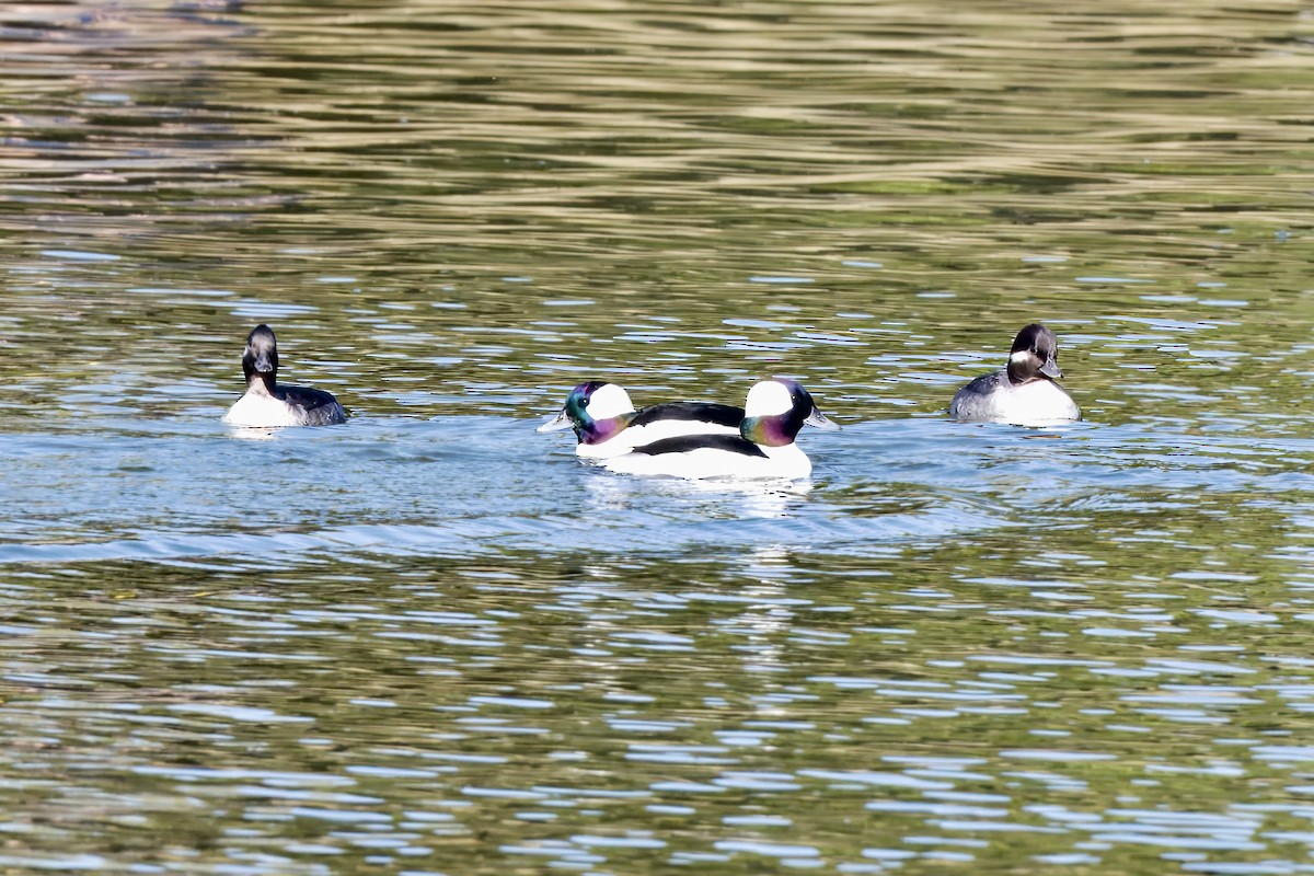 Bufflehead - ML645010861
