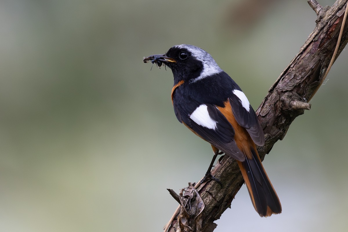 Daurian Redstart - ML645010862