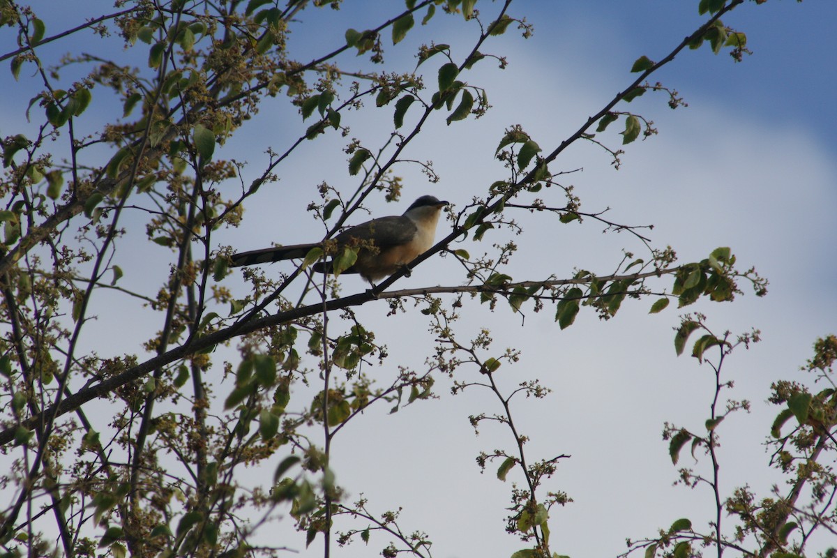 Mangrove Cuckoo - ML645010863