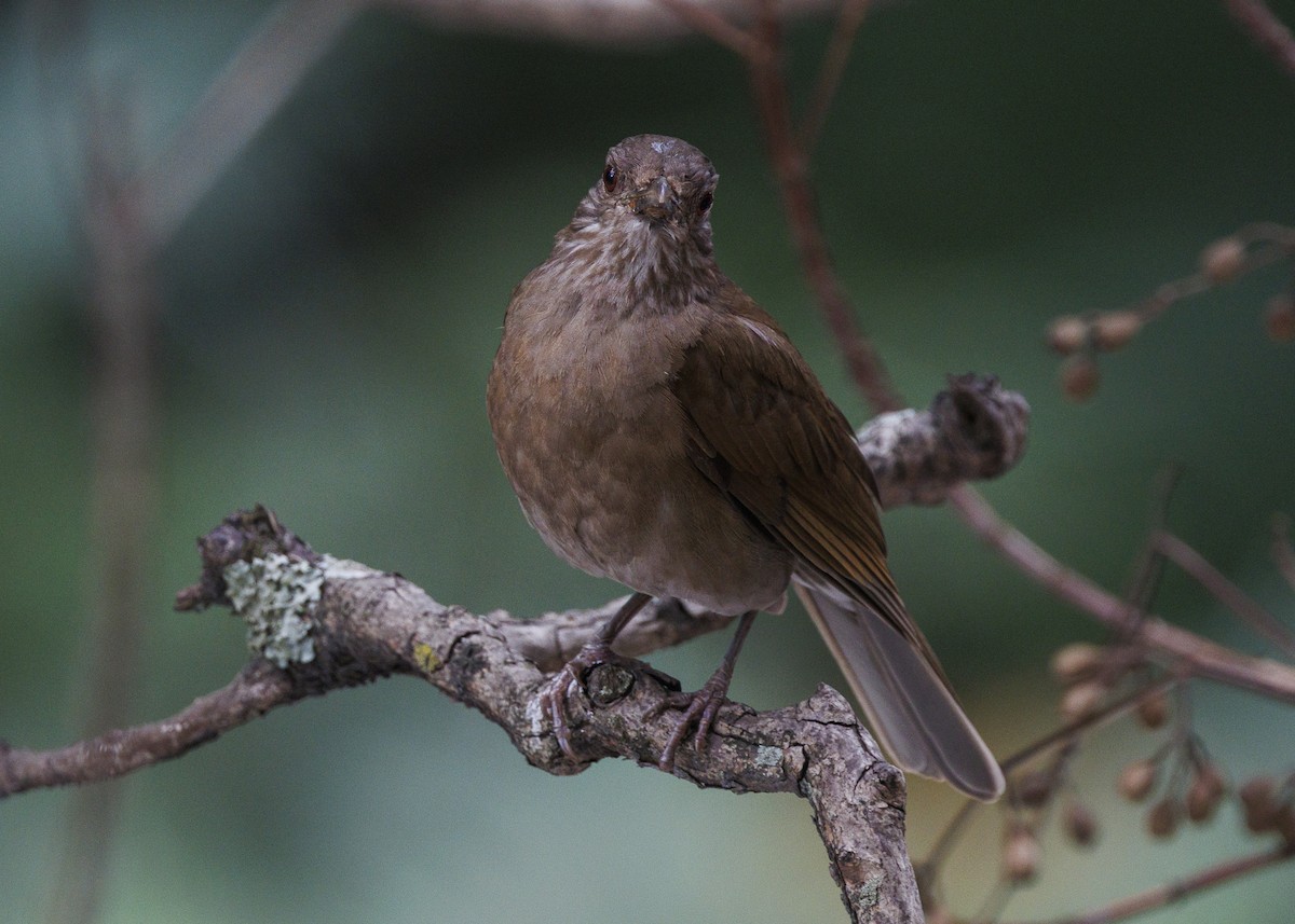 Pale-breasted Thrush - ML645010864