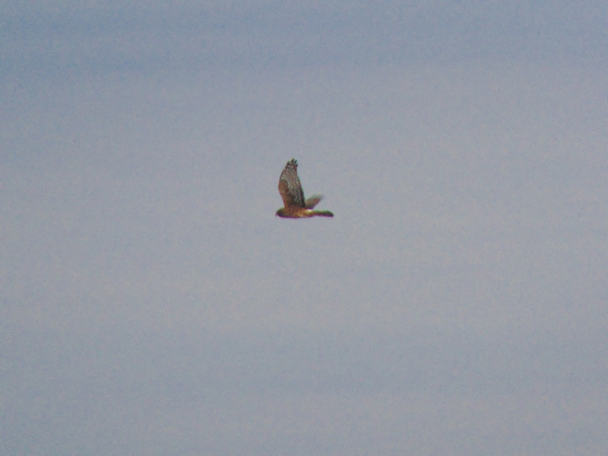 Northern Harrier - ML645010865