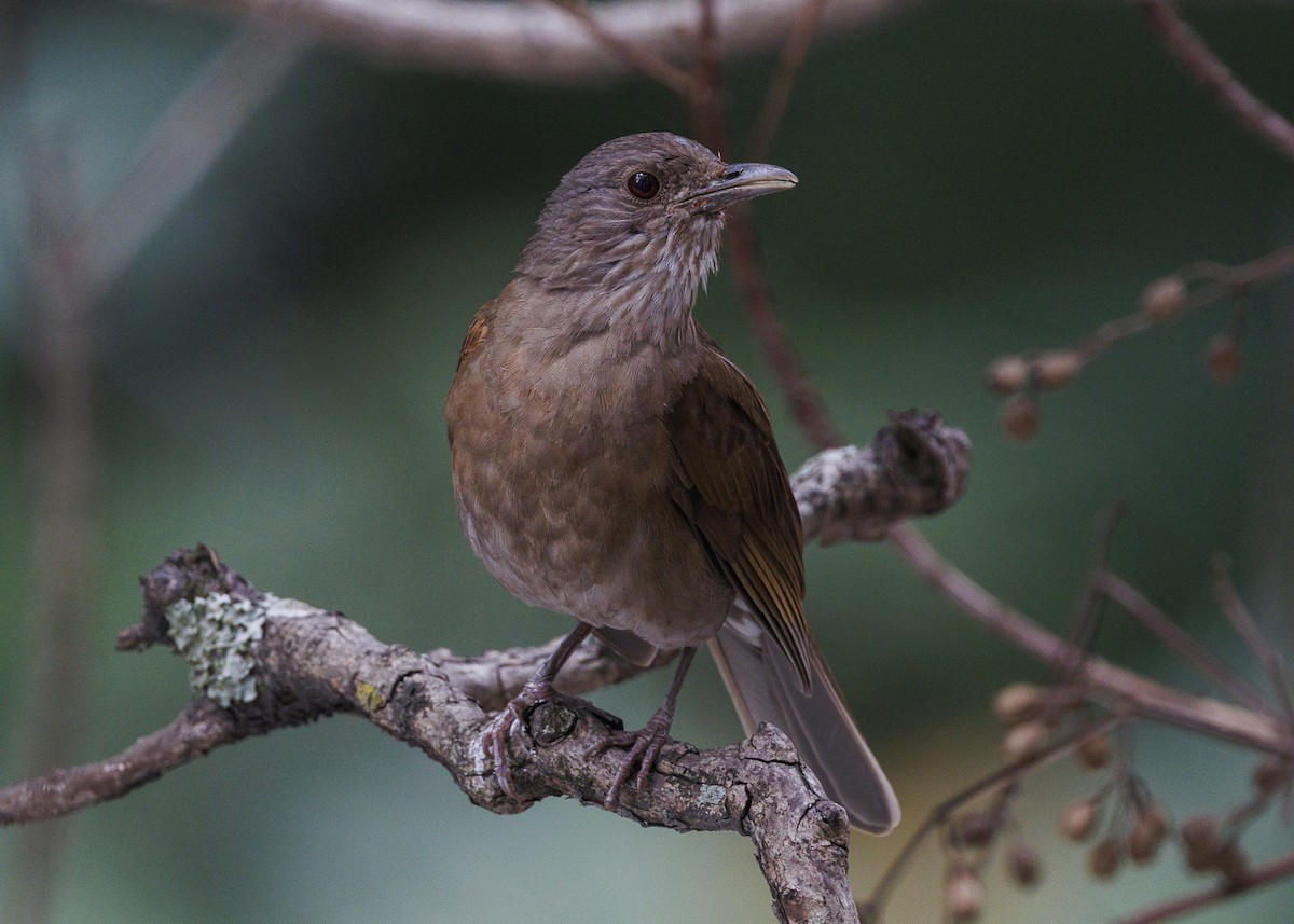 Pale-breasted Thrush - ML645010866