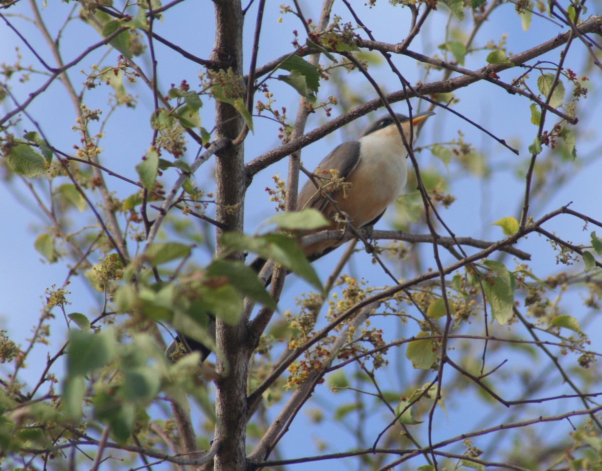Mangrove Cuckoo - ML645010867