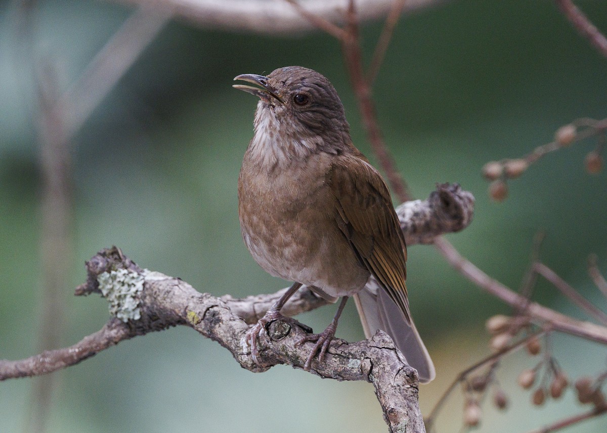Pale-breasted Thrush - ML645010868