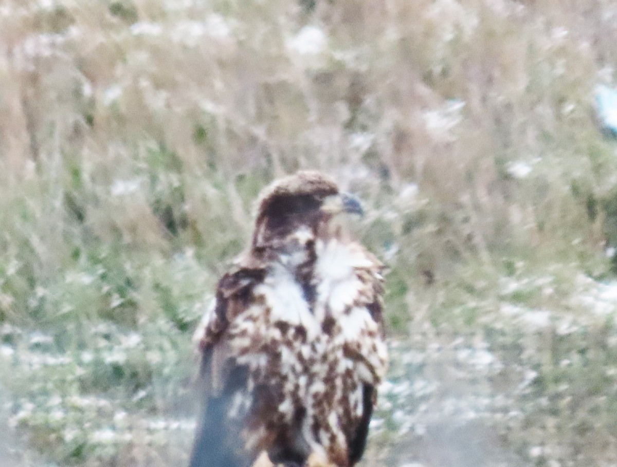 Bald Eagle - ML645010871