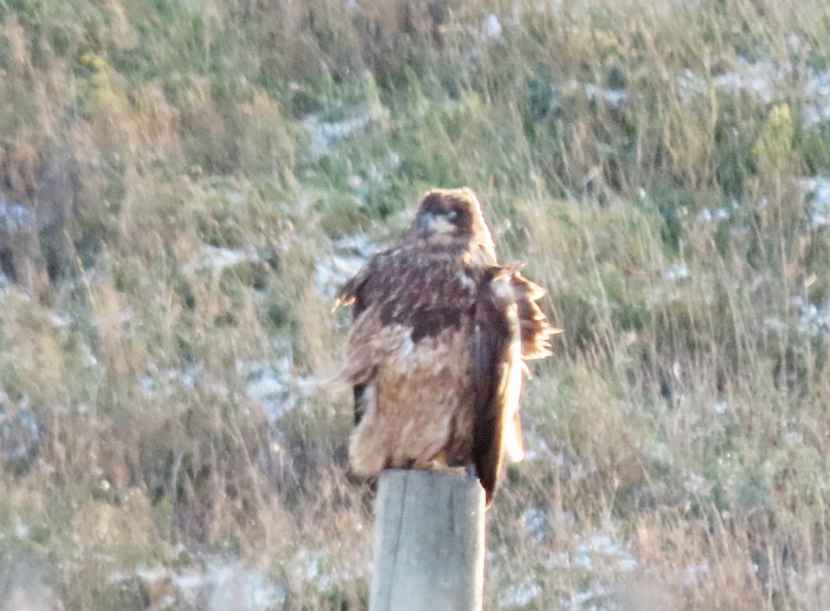 Bald Eagle - ML645010873