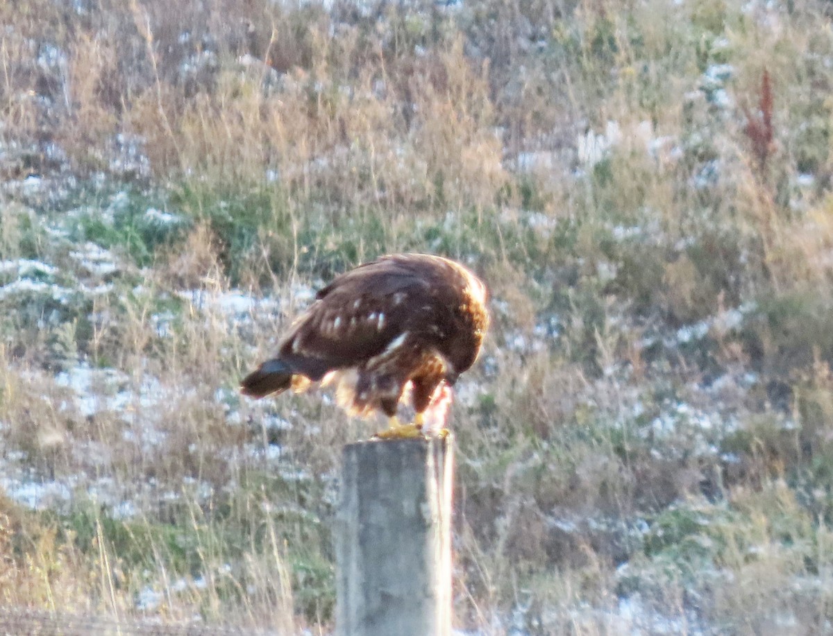 Bald Eagle - ML645010874