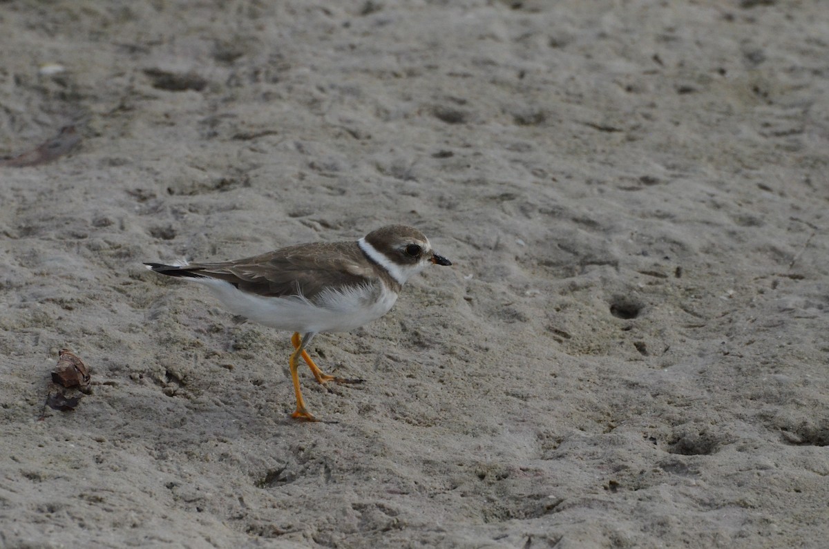 Semipalmated Plover - ML645010883