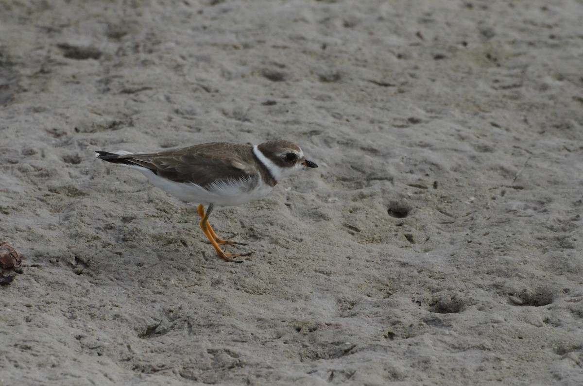Semipalmated Plover - ML645010885