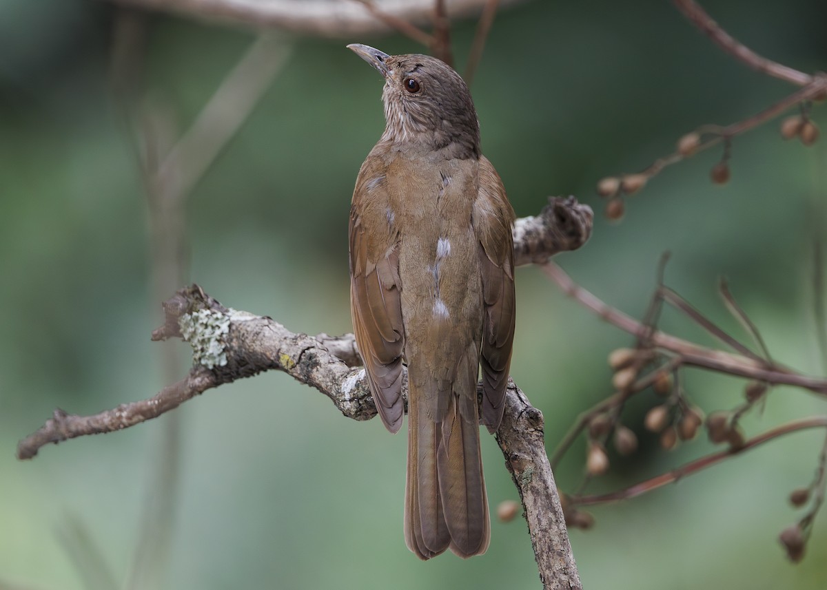 Pale-breasted Thrush - ML645010887