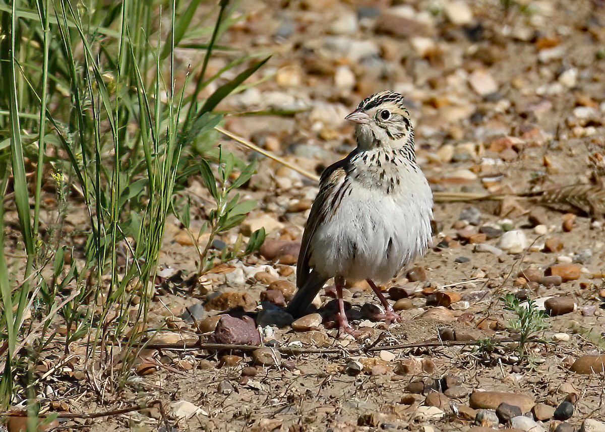 Baird's Sparrow - ML645010891
