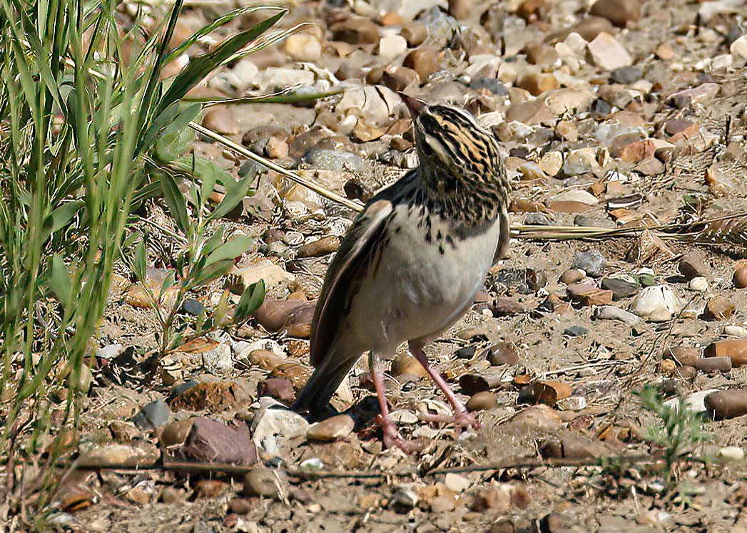 Baird's Sparrow - ML645010892