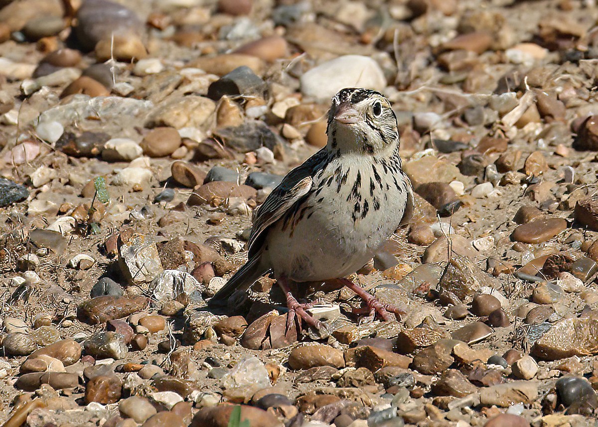 Baird's Sparrow - ML645010893