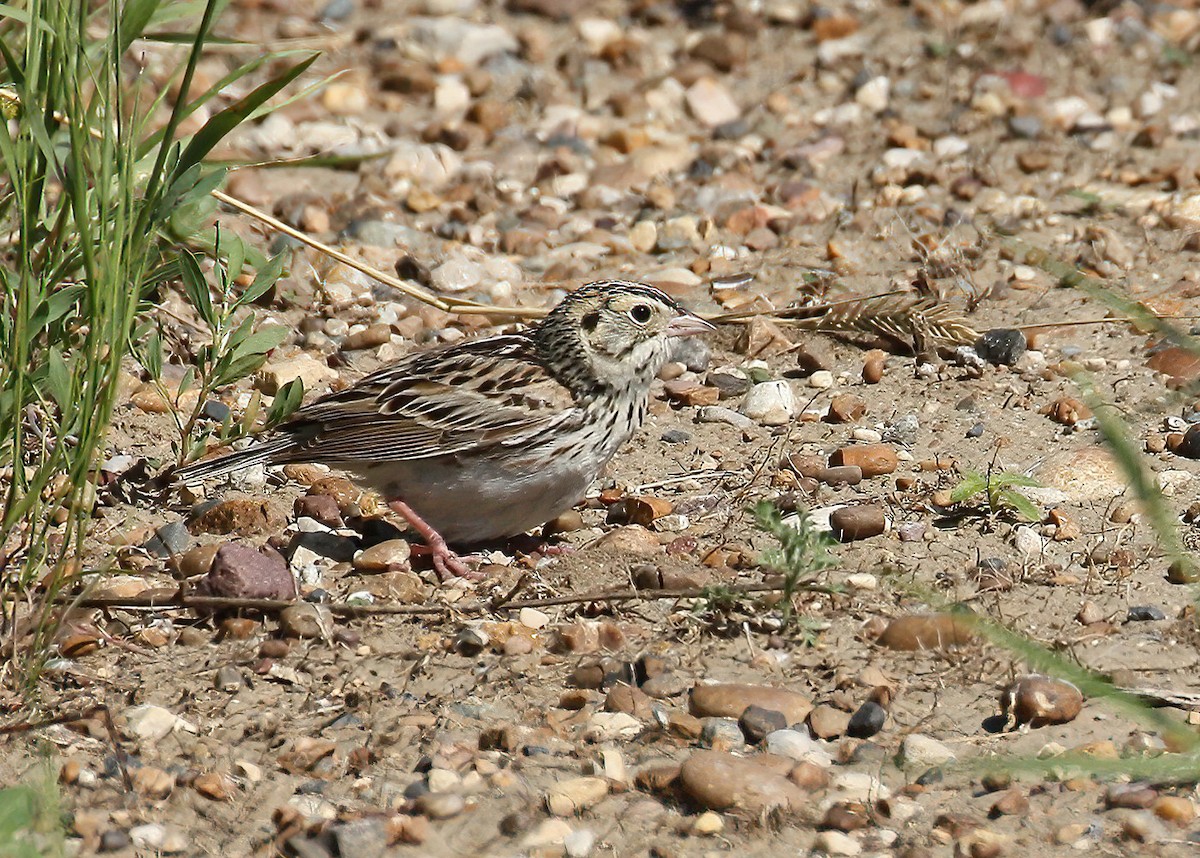 Baird's Sparrow - ML645010894