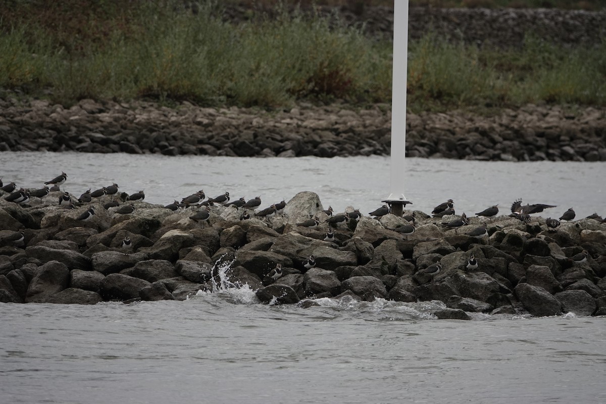 Northern Lapwing - ML645010895
