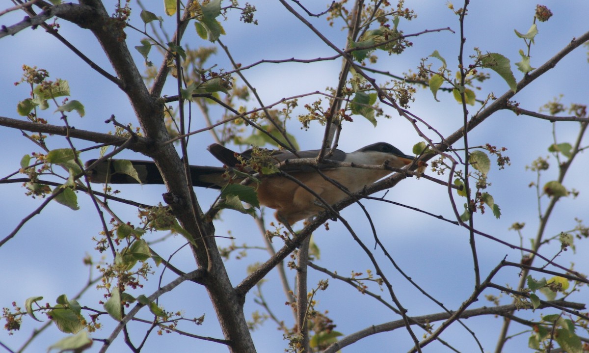 Mangrove Cuckoo - ML645010896