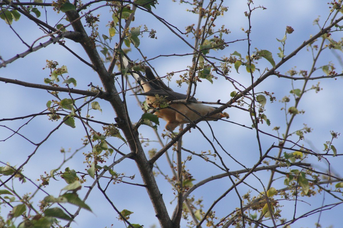 Mangrove Cuckoo - ML645010899