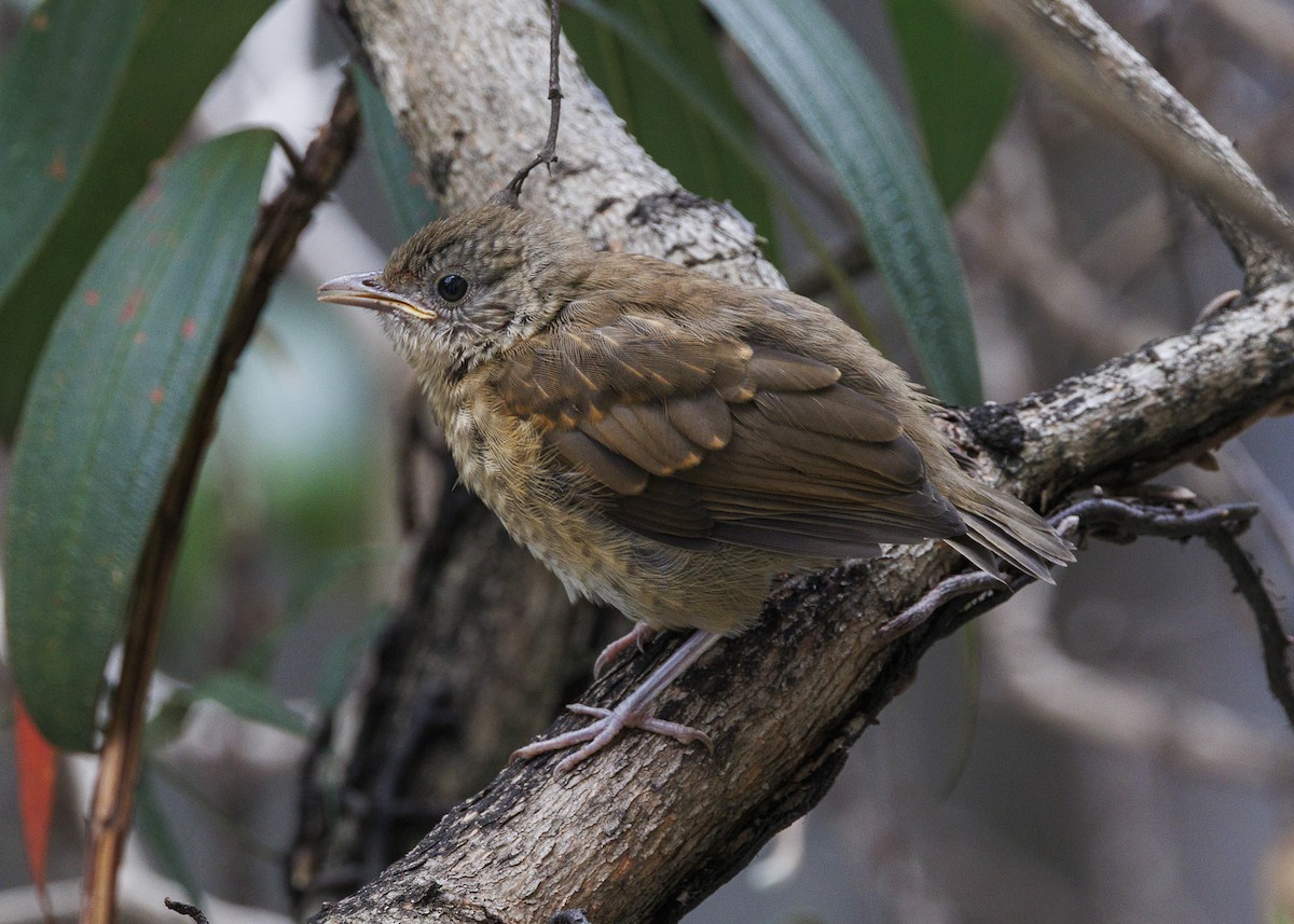 Pale-breasted Thrush - ML645010903