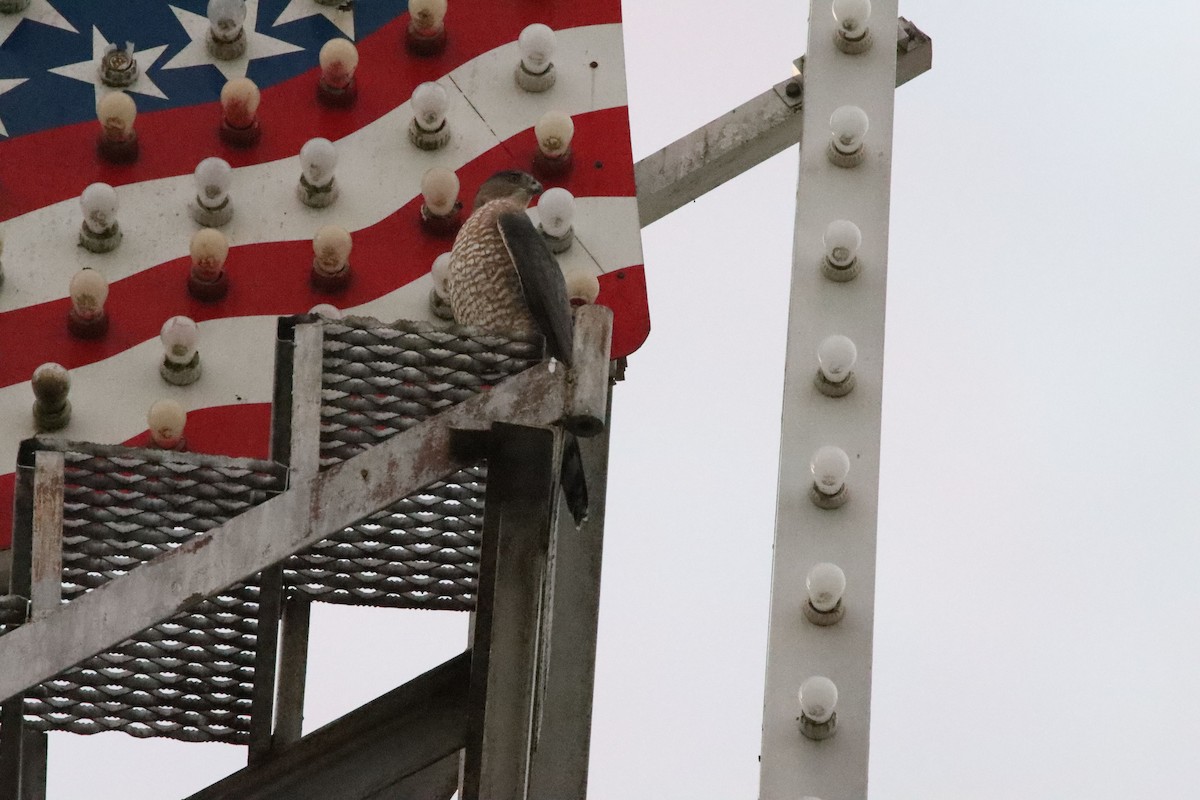 Gavilán de Cooper - ML645010921