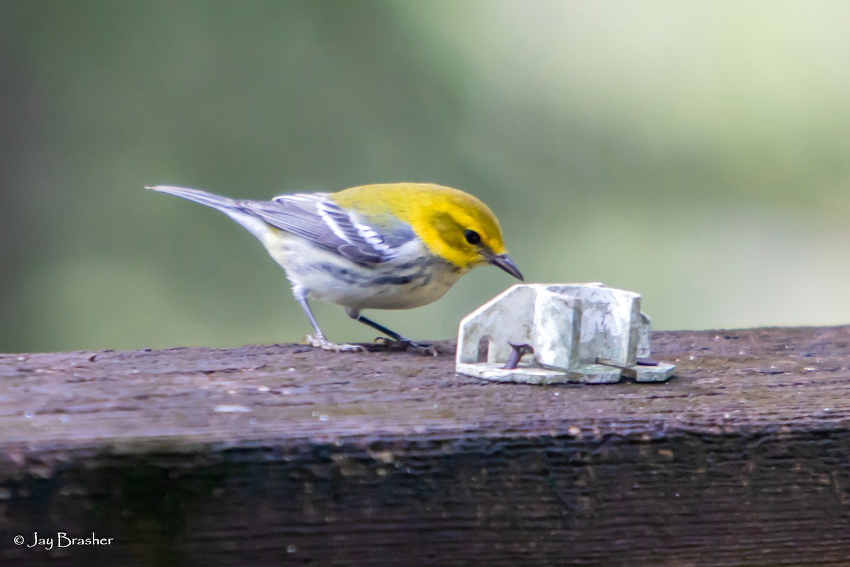 Black-throated Green Warbler - ML645010924