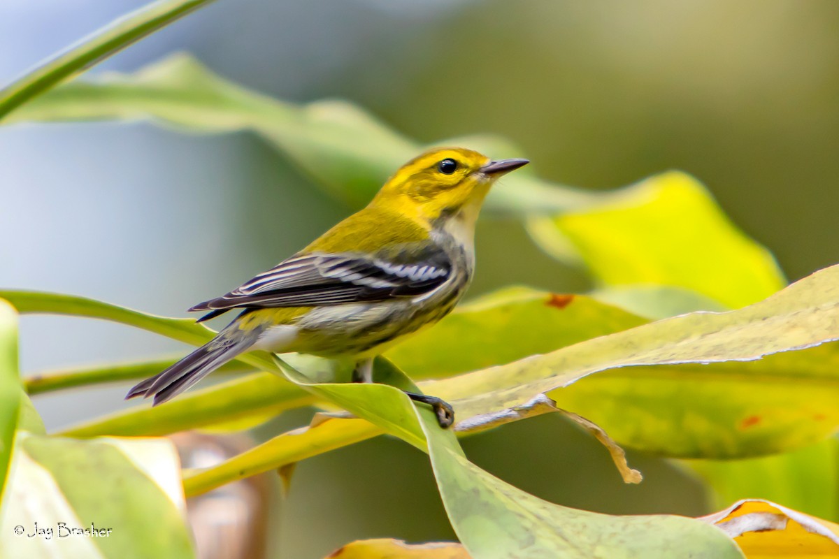 Black-throated Green Warbler - ML645010925