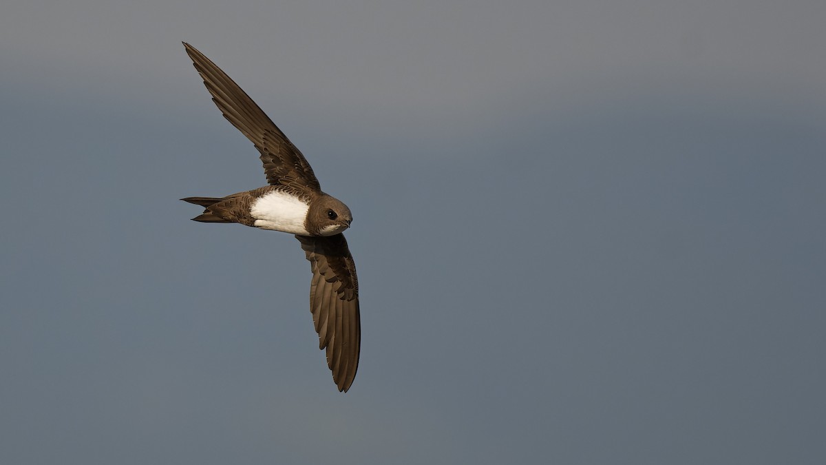 Alpine Swift - ML645010928
