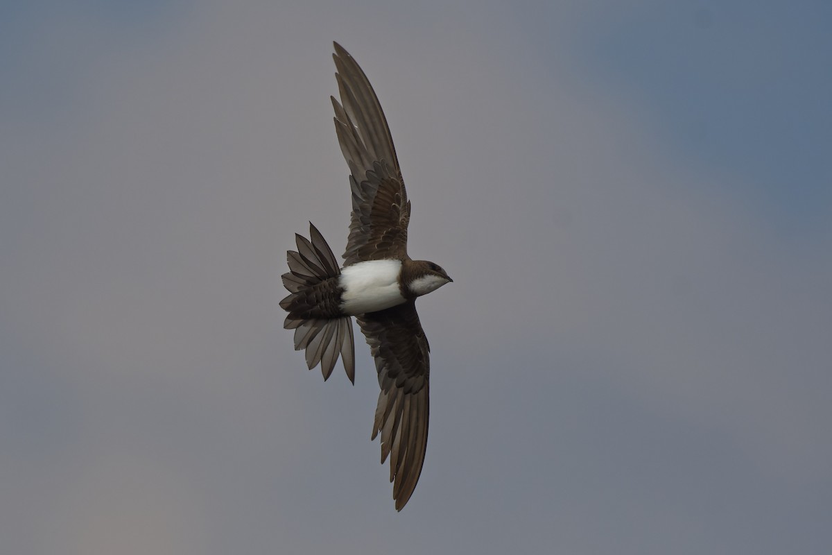 Alpine Swift - ML645010929