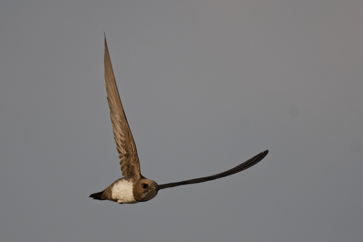 Alpine Swift - ML645010930