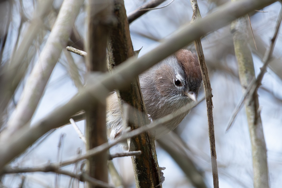 Spectacled Fulvetta - ML645010938