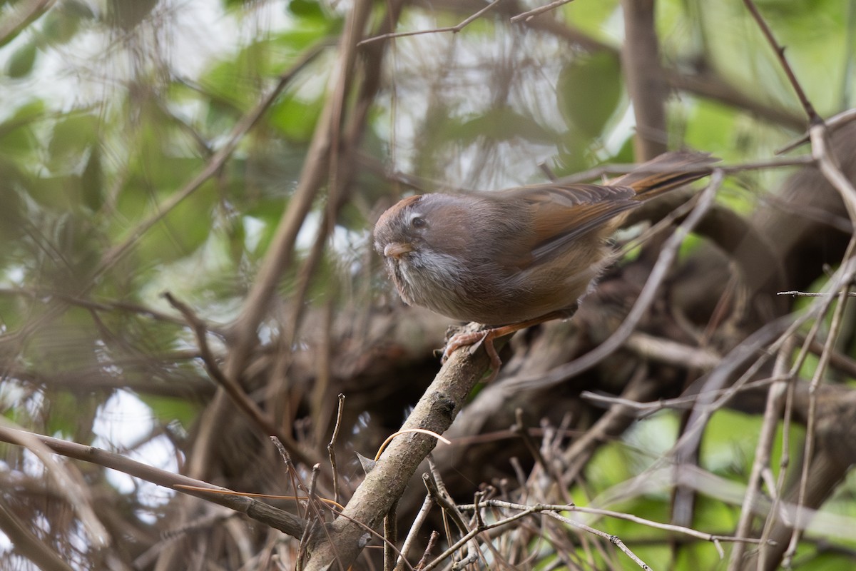 Spectacled Fulvetta - ML645010939