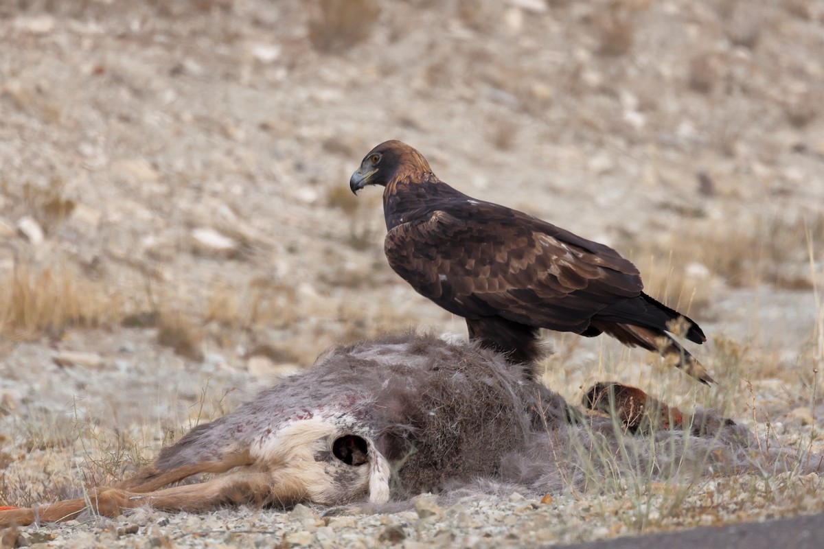 Golden Eagle - ML645010943