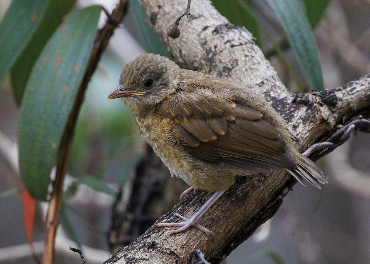 Pale-breasted Thrush - ML645010946