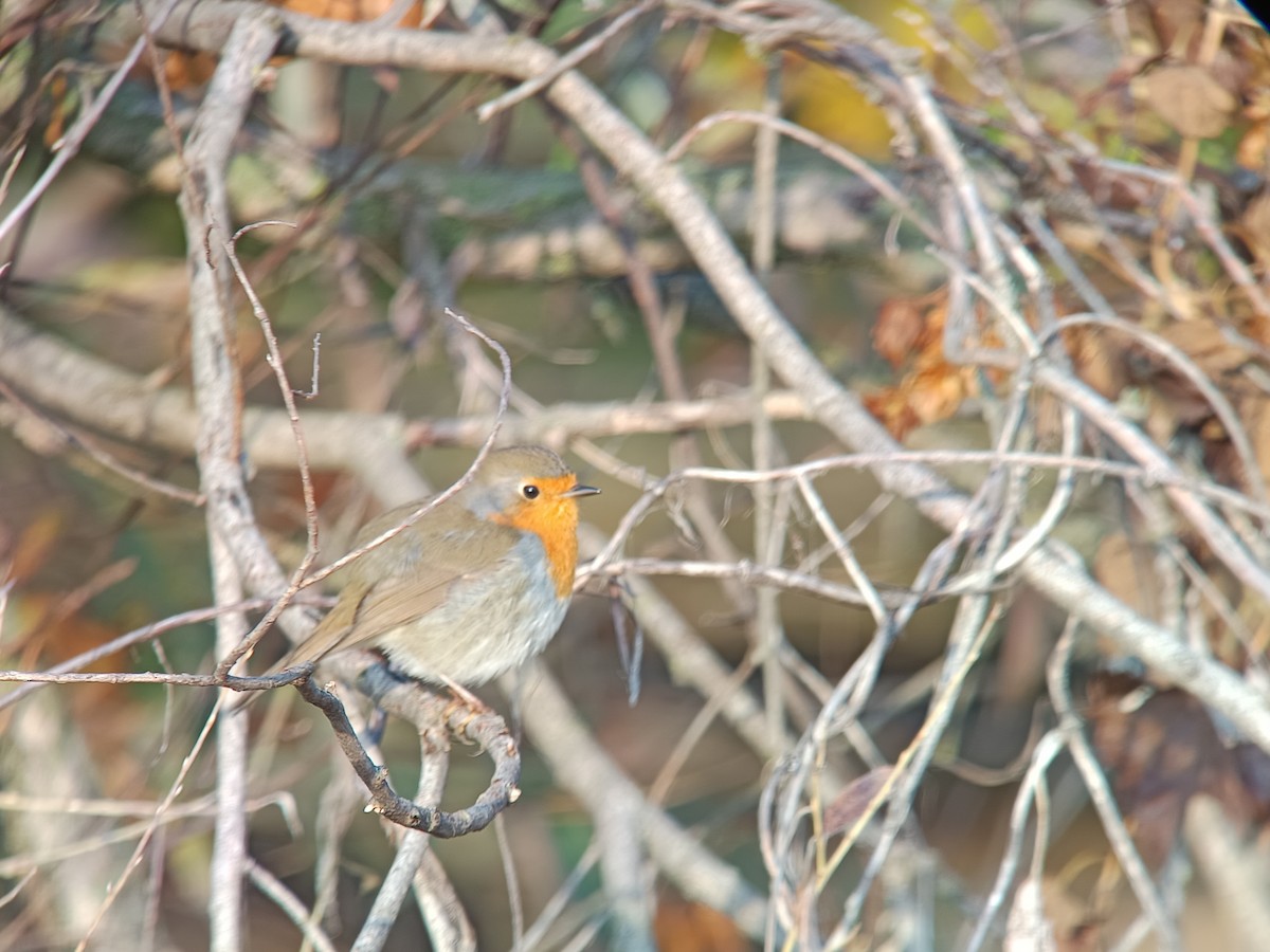 European Robin - ML645010947