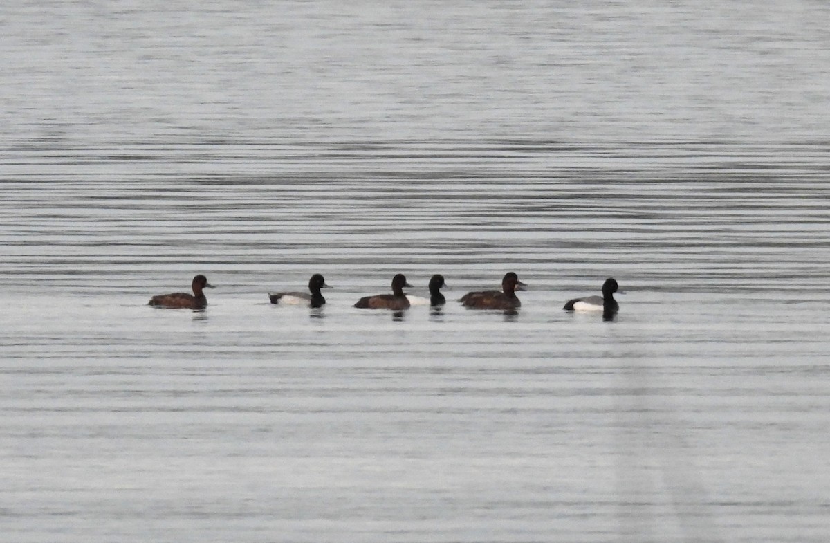 Lesser Scaup - ML645010949