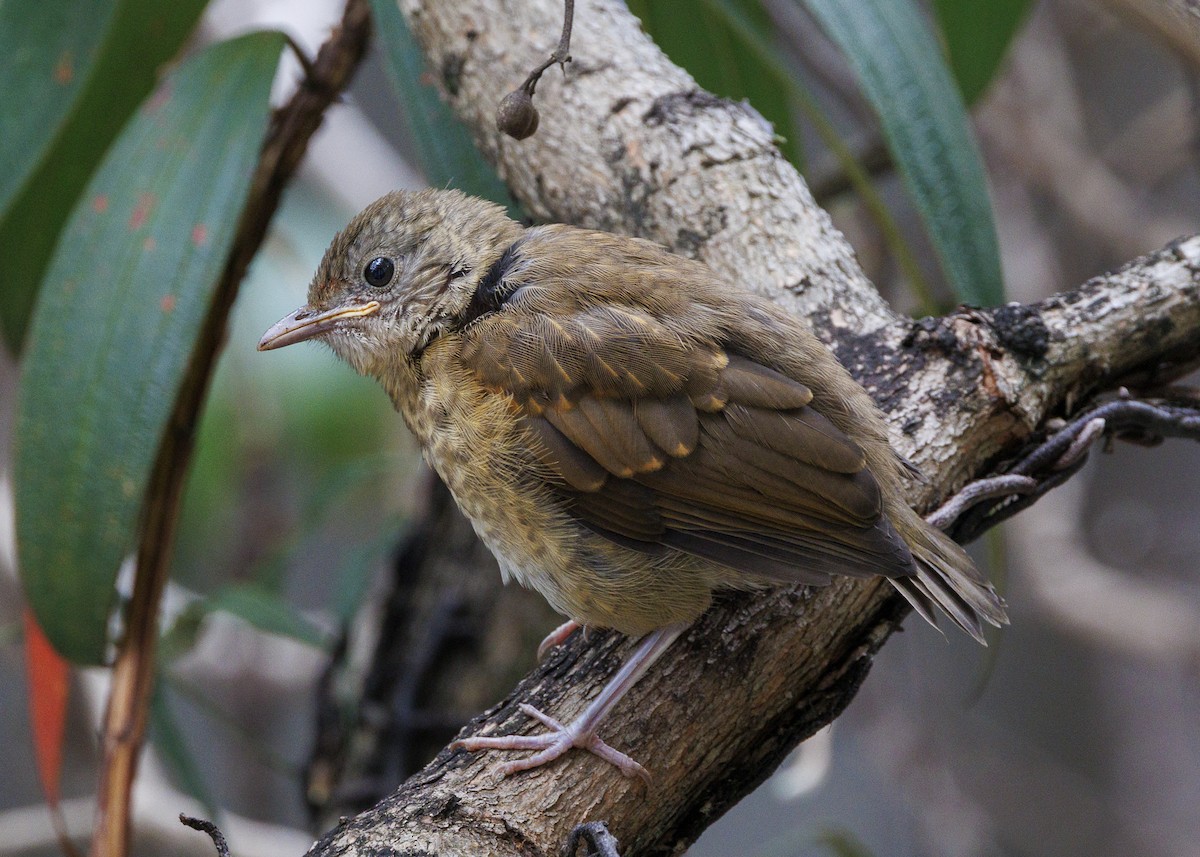 Pale-breasted Thrush - ML645010950