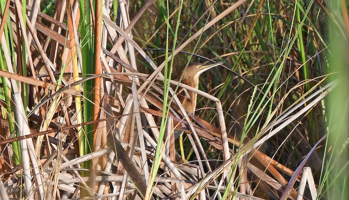 Least Bittern - ML645010954