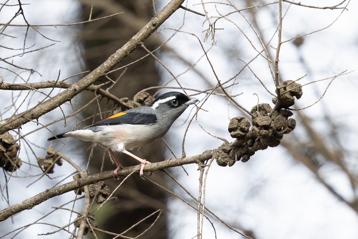 White-browed Shrike-Babbler - ML645010957