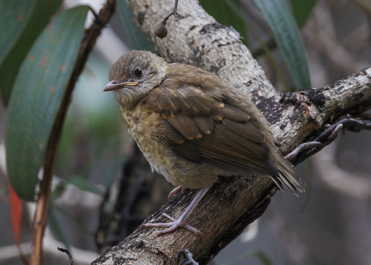 Pale-breasted Thrush - ML645010958