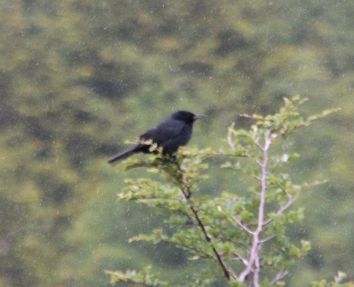 Austral Blackbird - ML645010962